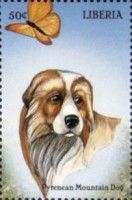 Pyrenean Mountain Dog