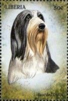 Bearded Collie