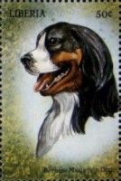 Bernese Mountain Dog