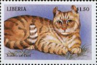 American Curl
