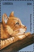American Shorthair
