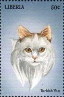 Turkish Van