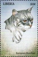 Euroèam Shorthair