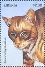 Brown Tabby Shorthair