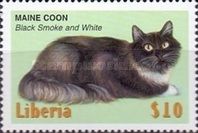 Black Smoke and White Maine Coon
