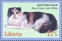 Scottish Fold