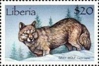 Gray Wolf (Canis lupus)