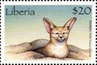 Fennec Fox (Fennecus zerda)
