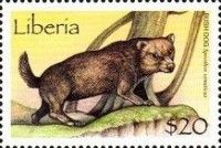 Bush Dog (Speothos venaticus)