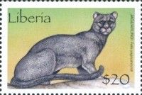 Jaguarundi (Herpailurus yagouaroundi