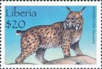 Iberian Lynx (Lynx pardinus)