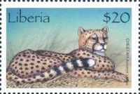 Cheetah (Acinonyx jubatus)