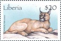 Caracal (Caracal caracal)
