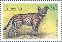 Serval (Leptailurus serval)