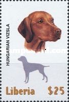 Hungarian Vizsla