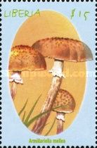 Honey Mushroom (Armillariella mellea)