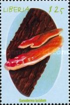 Shiny Lackporling (Ganoderma lucidum)