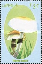Psilocybe cubensis