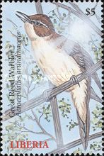 Great Reed Warbler (Acrocephalus arundinaceus)