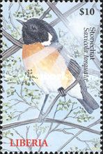African Stonechat (Saxicola torquatus)
