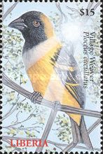 Village Weaber (Ploceus cucullatus)