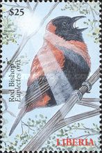 Southern Red Bishop (Euplectes orix)