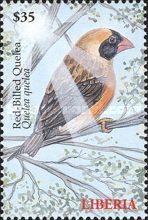 Red-Billed Quelea (Quelea quelea)