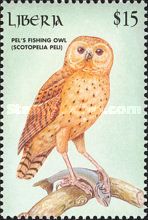 Pel's Fishing Owl (Scotopelia peli)