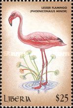 Lesser Flamingo (Phoeniconaias minor)