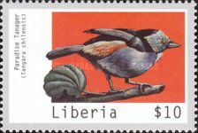 Paradise Tanager (Tangara chilensis)