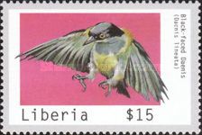 Black-Faced Dacnis (Dacnis lineata)