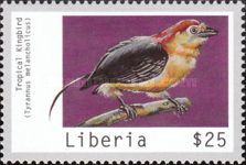 Tropical Kingbird (Tyrannus melancholicus) (see Description)