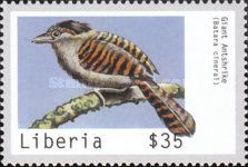 Giant Antshrike (Batara cinerea)