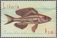 Trematocara sp.