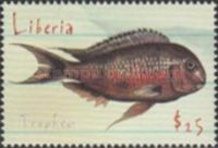 Tropheus sp.