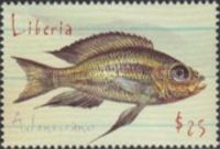 Aulonocranus dewindti