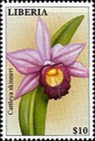 Cattleya skinneri