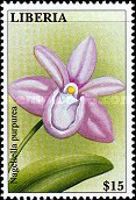 Nageliella purpurea
