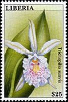 Trichopilia suavis