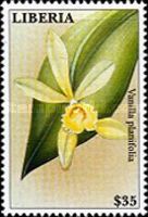 Vanilla planifolia