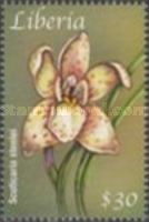 Scuticaria steelei