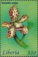 Encyclia vespa