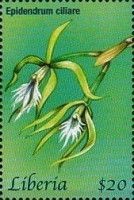 Epideridrum ciliare
