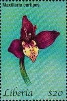 Maxillaria curtipes