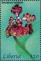 Oncidium luridum
