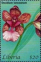 Oncidium lanceanum
