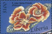 Primula sp.