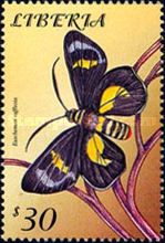Regent Skipper (Euschemon rafflesia)