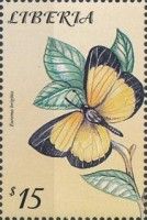 Small Grass Yellow (Eurema brigitta)