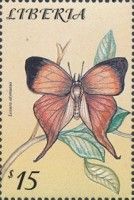 Yamfly (Loxura atymnus)